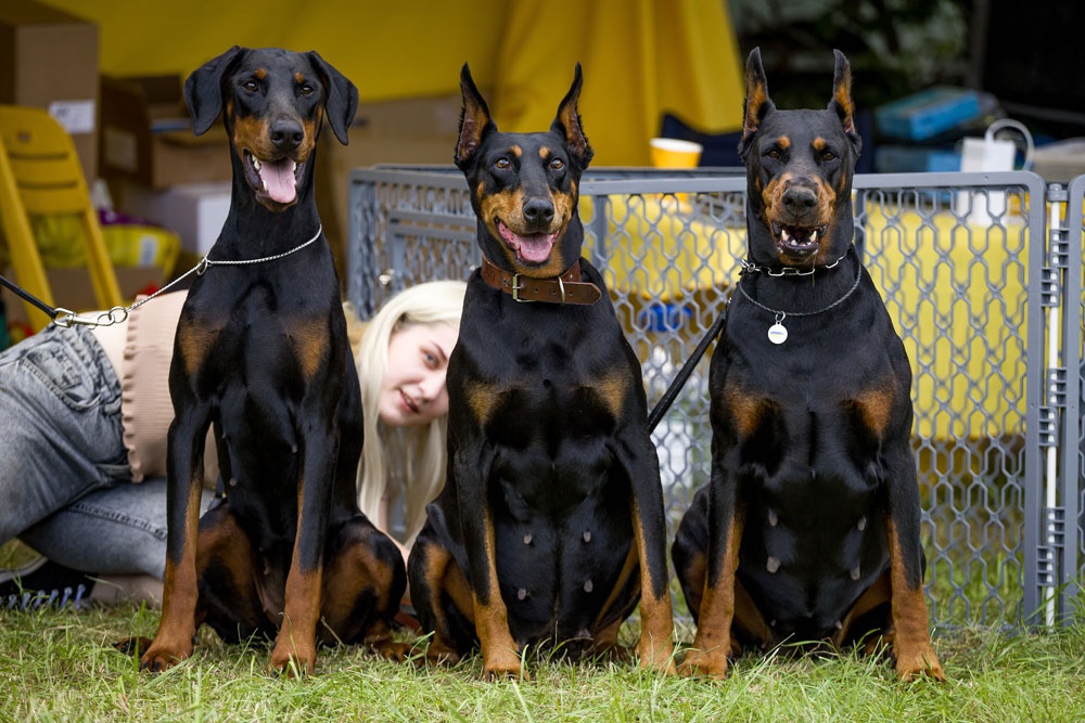 Nyx Night Goddess deGV, Mona-Liza, Charivnitsa Zlata deGV Nyx Night Goddess deGV, Mona-Liza, Charivnitsa Zlata deGV