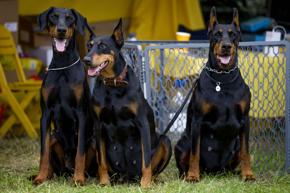 Nyx Night Goddess deGV, Mona-Liza, Charivnitsa Zlata deGV Nyx Night Goddess deGV, Mona-Liza, Charivnitsa Zlata deGV